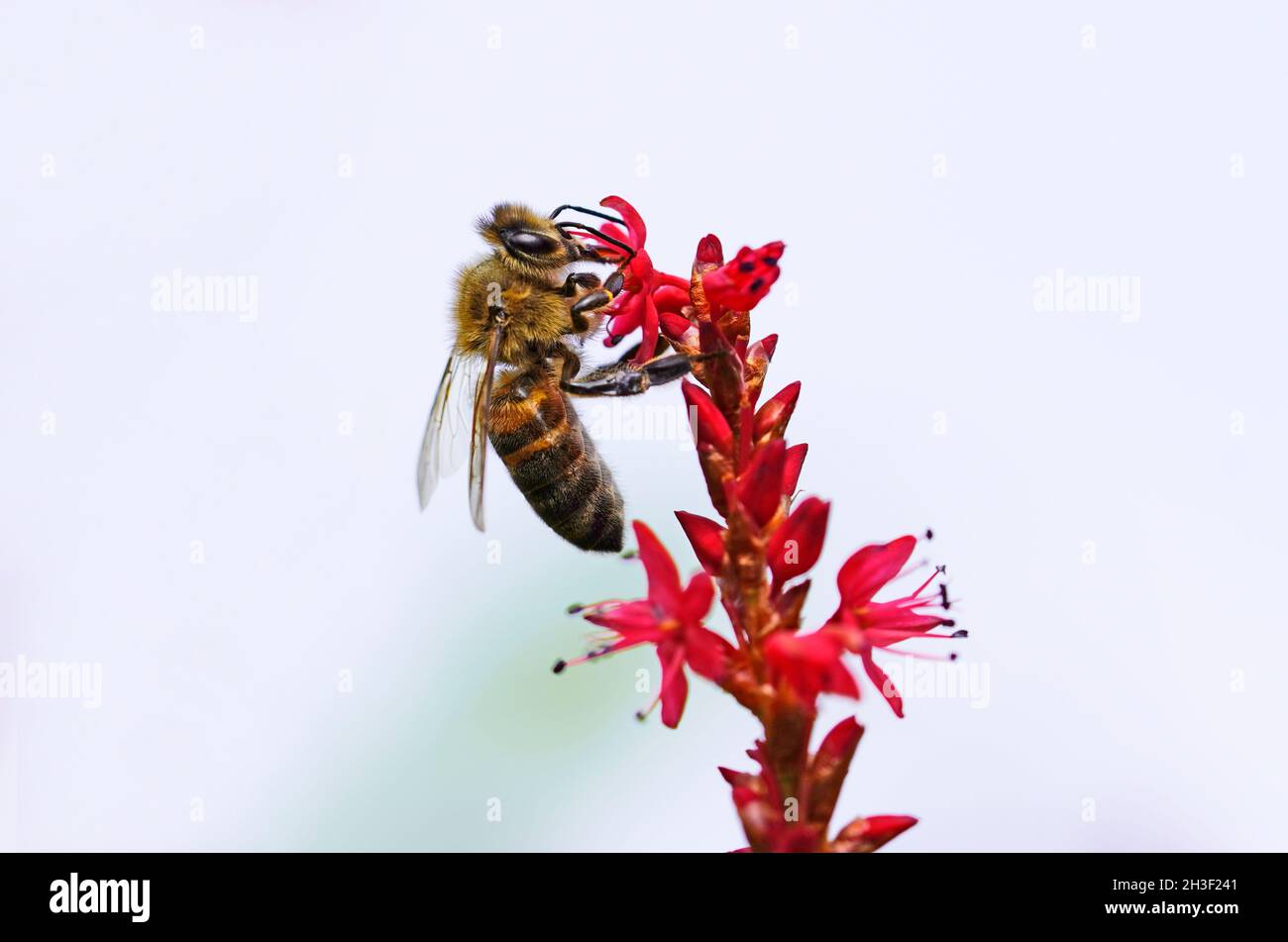 Une abeille recueille le nectar sur une fleur rouge.Gros plan sur l'insecte.API mellifera. Banque D'Images