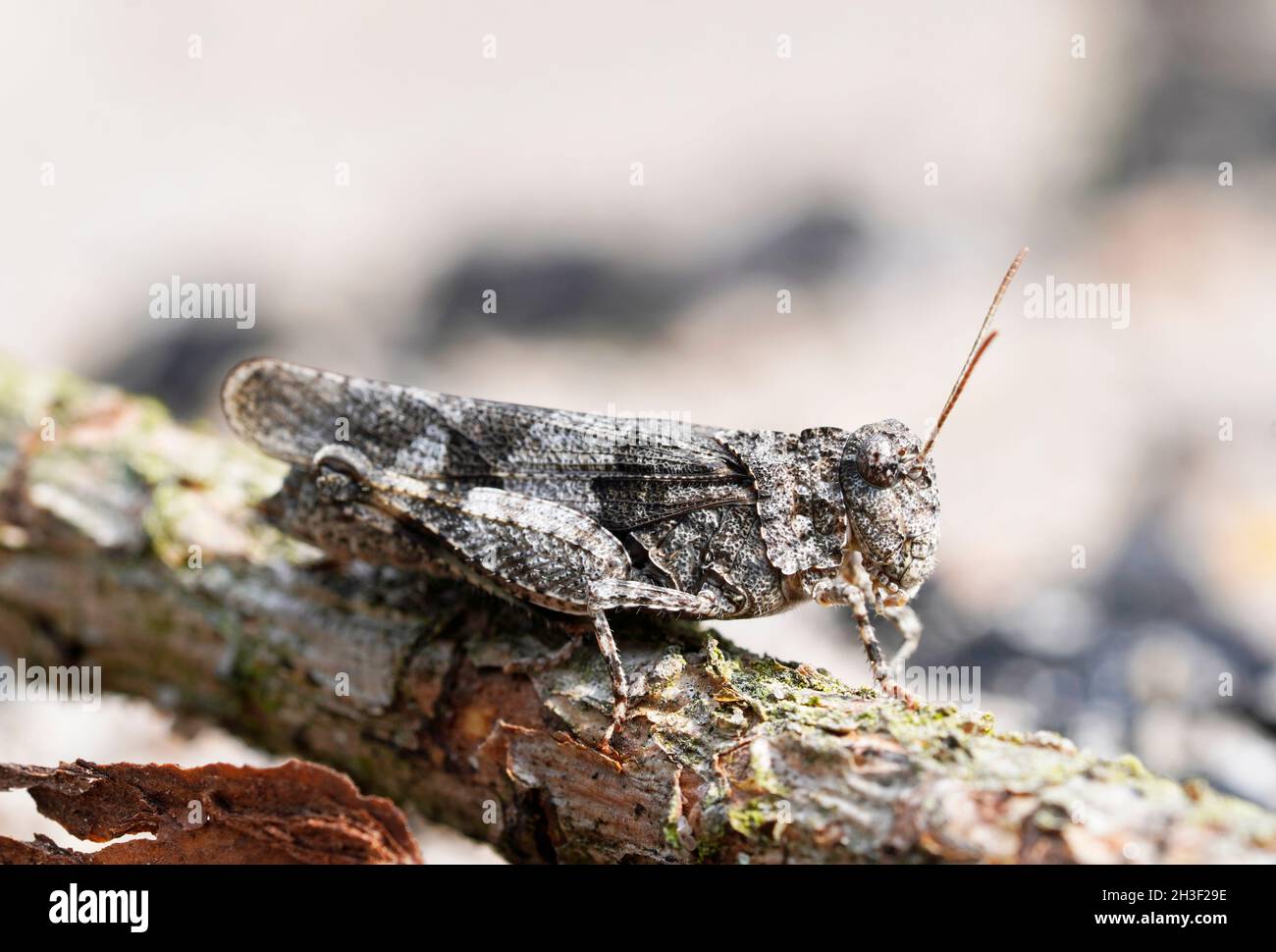 Insecte de terre battée à ailes bleues, Oedipoda caerulescens.Vue rapprochée latérale de l'insecte.Sauterelle brune Banque D'Images