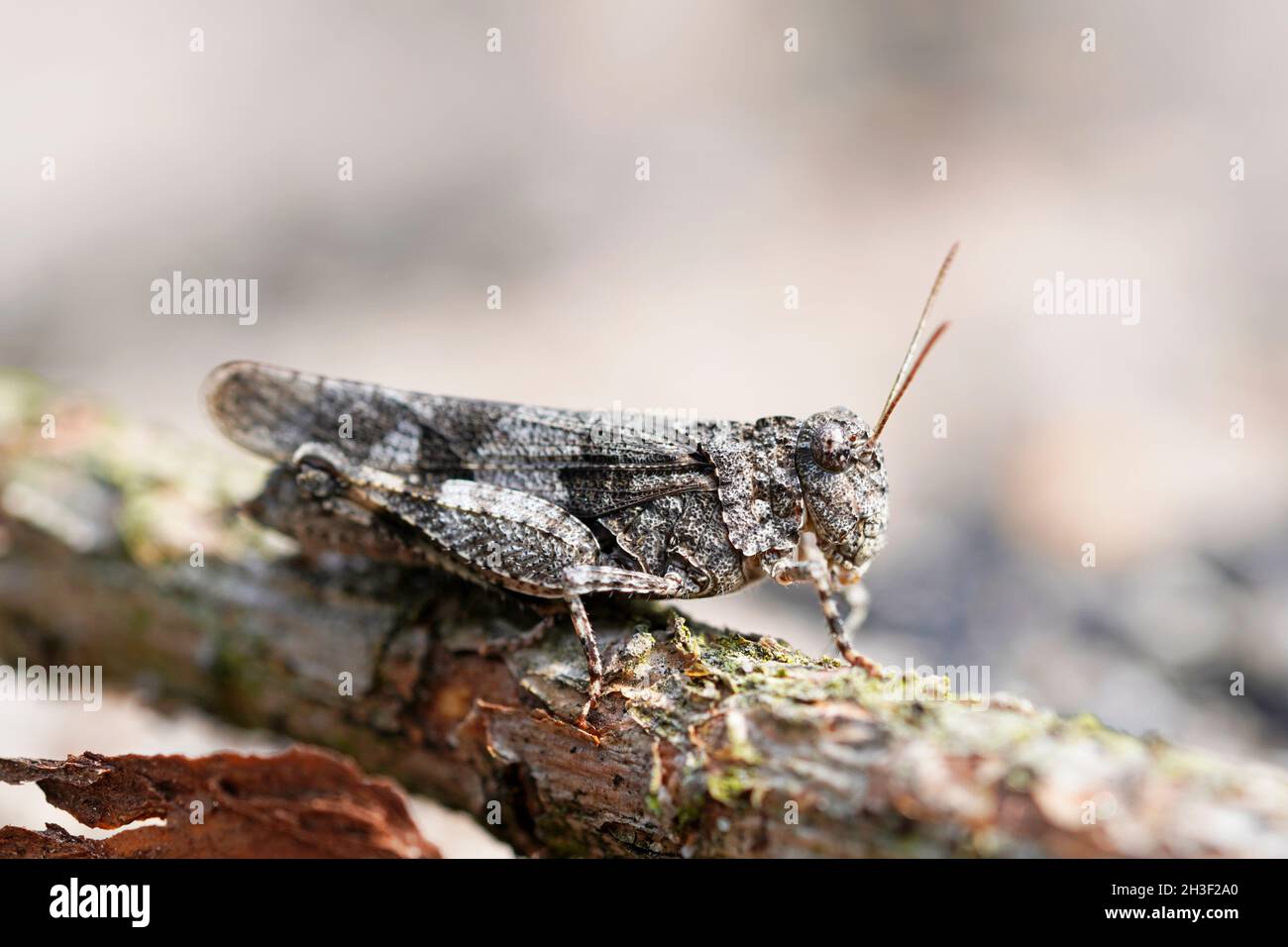 Insecte de terre battée à ailes bleues, Oedipoda caerulescens.Vue rapprochée latérale de l'insecte.Sauterelle brune Banque D'Images