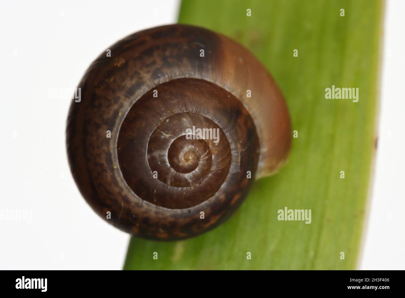 Photographie macro escargot Banque D'Images