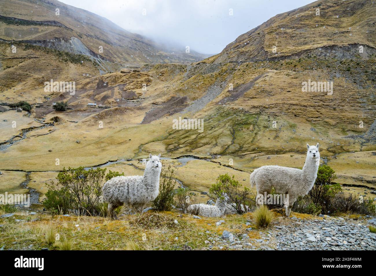 Lamas (lama glama) paître dans les hautes montagnes des Andes en un jour brumeux.Cuzco, Pérou. Banque D'Images