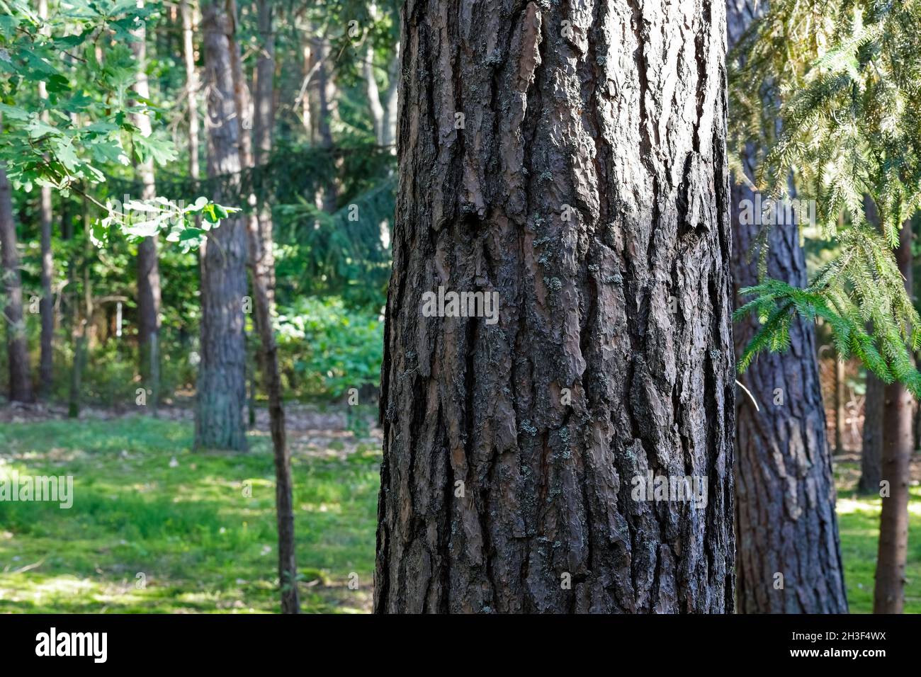 Un tronc de pin épais recouvert d'écorce est visible dans la forêt parmi d'autres petits arbres.C'est une vue au milieu d'une vaste zone forestière près du mal Banque D'Images