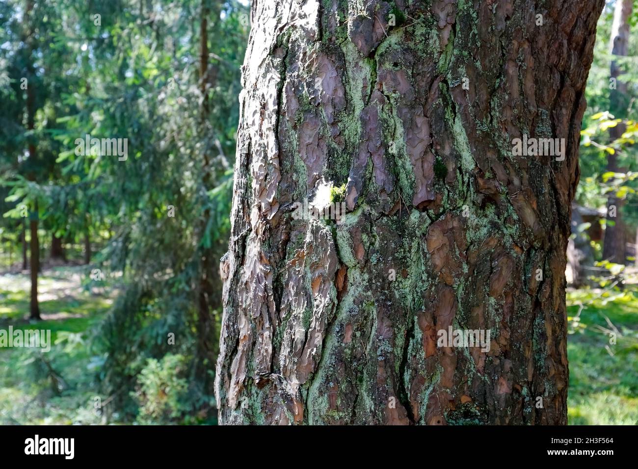 Le tronc épais de pin qui couvre l'écorce est vu dans la forêt parmi d'autres petits arbres.C'est un fragment d'une vaste zone forestière près du village de Banque D'Images