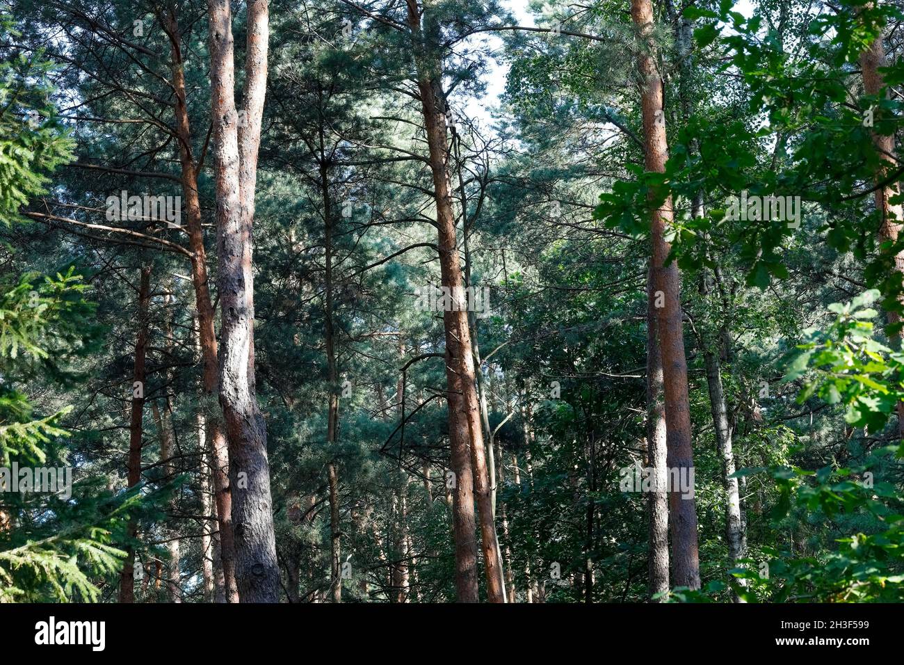 Grands conifères dans les bois sauvages.C'est une vue au milieu d'une vaste zone forestière près du village de Wilga en Pologne. Banque D'Images