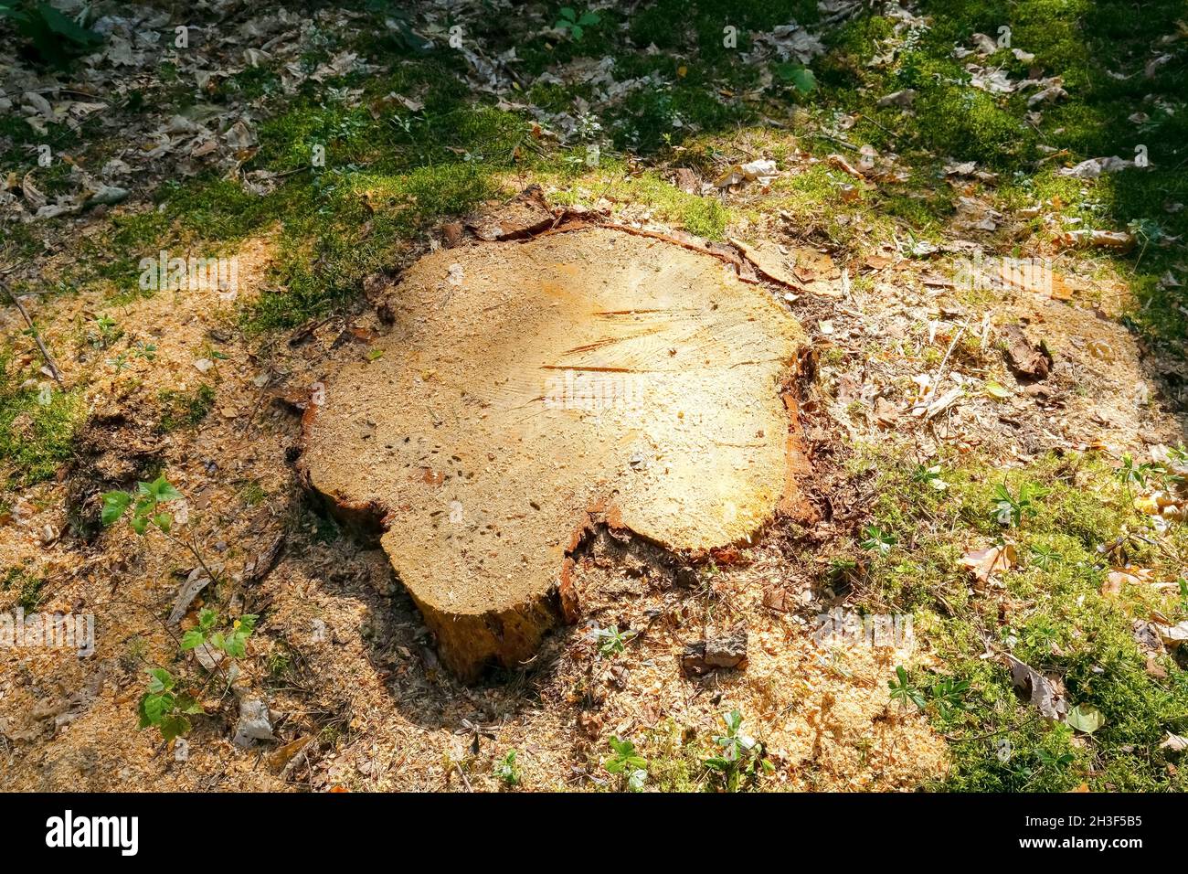 L'ancien arbre a été coupé, seule la souche de l'arbre abattu reste.C'est une vue d'une forêt qui pousse en Pologne près d'un village appelé Wilga. Banque D'Images
