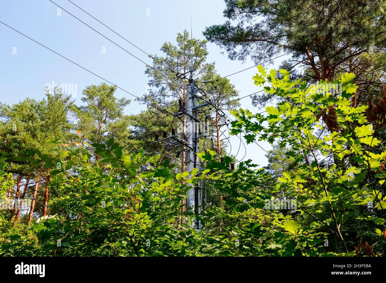 Il y a une ligne électrique avec son poteau et les câbles peuvent être vus dans la forêt parmi beaucoup d'arbres.Cette ligne traverse la forêt en Pologne, près d'un village Banque D'Images