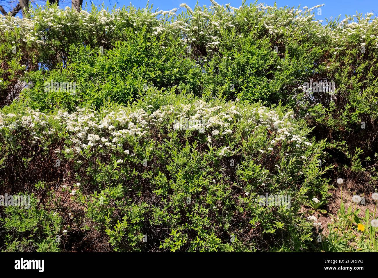 Des rangées d'arbustes avec de petites fleurs blanches forment une haie, qui peut être observée ici au printemps. Banque D'Images