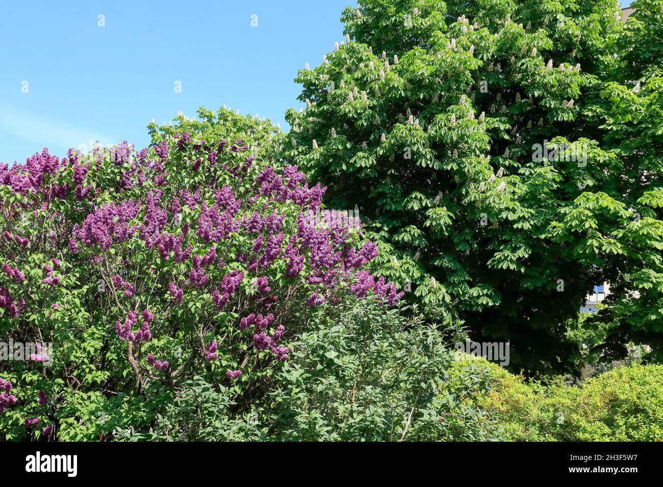 Au printemps, des arbres à fleurs luxuriants avec des fleurs de lilas et de châtaignes décorent le domaine de Goclaw à Varsovie. Banque D'Images