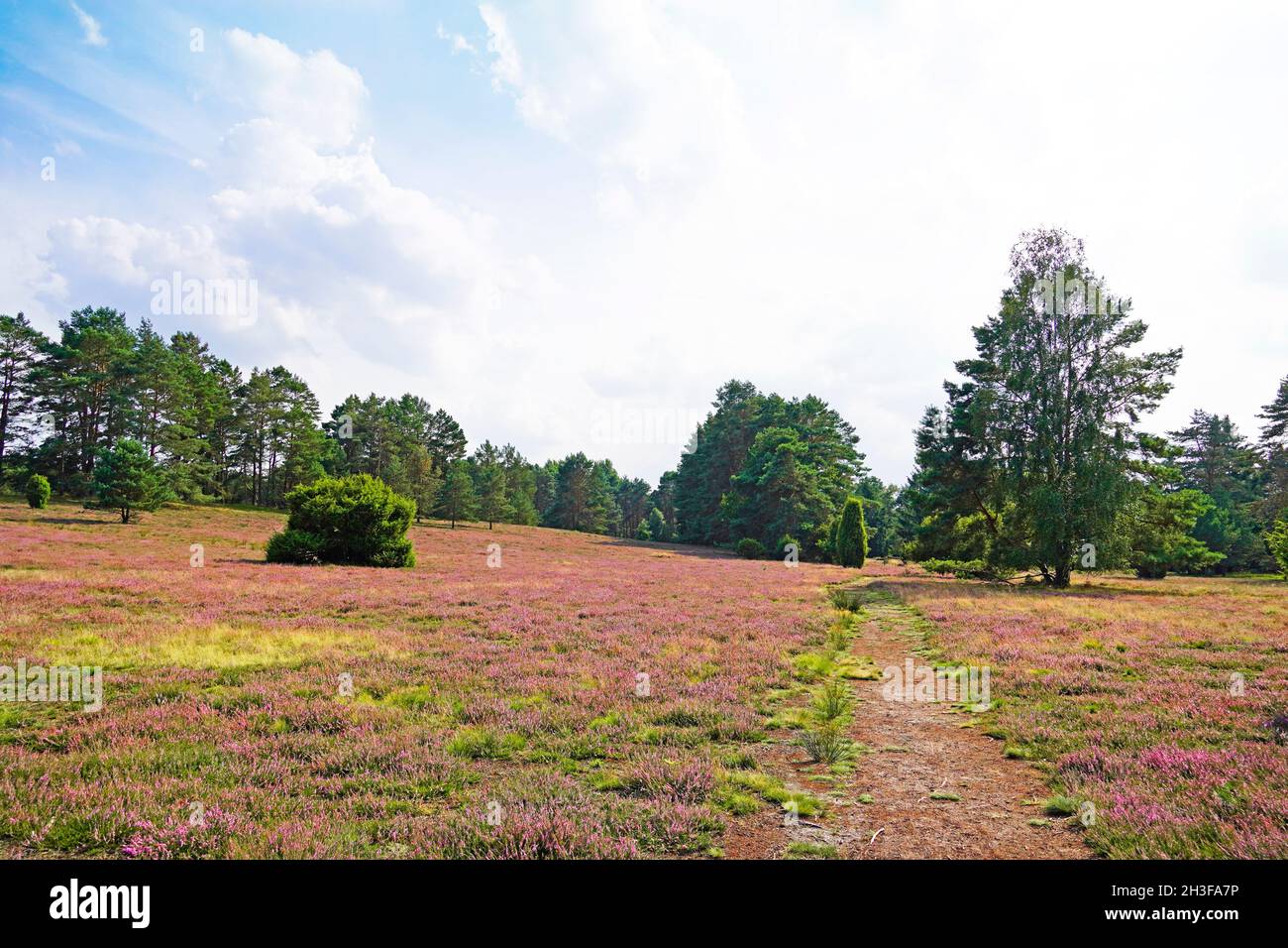 Heathland de Misselhorn Heath près de Hermannsburg.Parc naturel.Südheide.Paysage avec des plantes de bruyère en fleurs près de la lande de Lüneburg. Banque D'Images