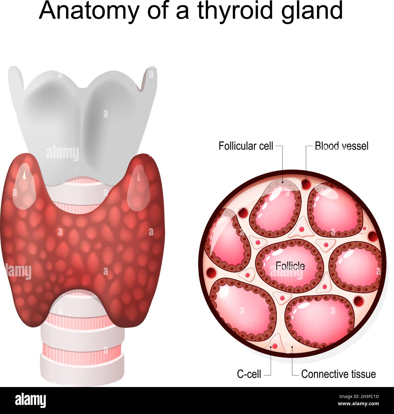 Anatomie d'une glande thyroïde.Gros plan de la structure du follicule thyroïdien avec les cellules folliculaires, les cellules C et le tissu conjonctif.Illustration vectorielle Illustration de Vecteur