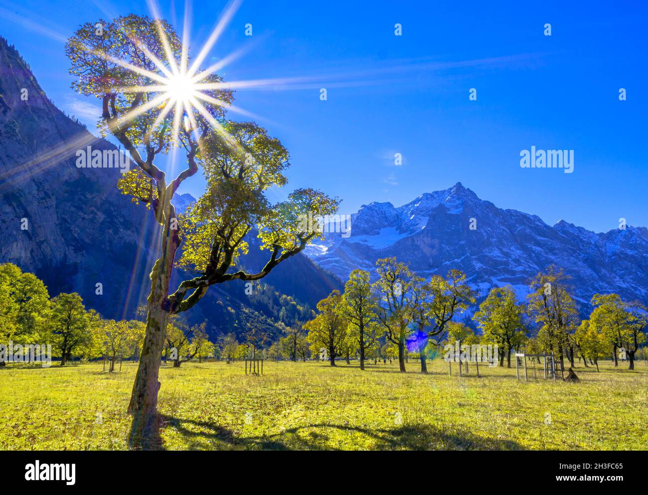 Érable (Acer) en contre-jour, automne, Grosser Ahornboden, Eng, Vomp,Hinterriss, Tyrol, Autriche, Europe Banque D'Images