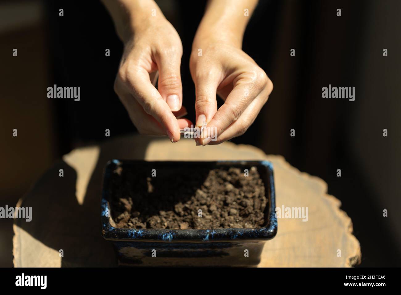 Plantation de semences dans un récipient avec du sol.Jardinage à la maison. Banque D'Images