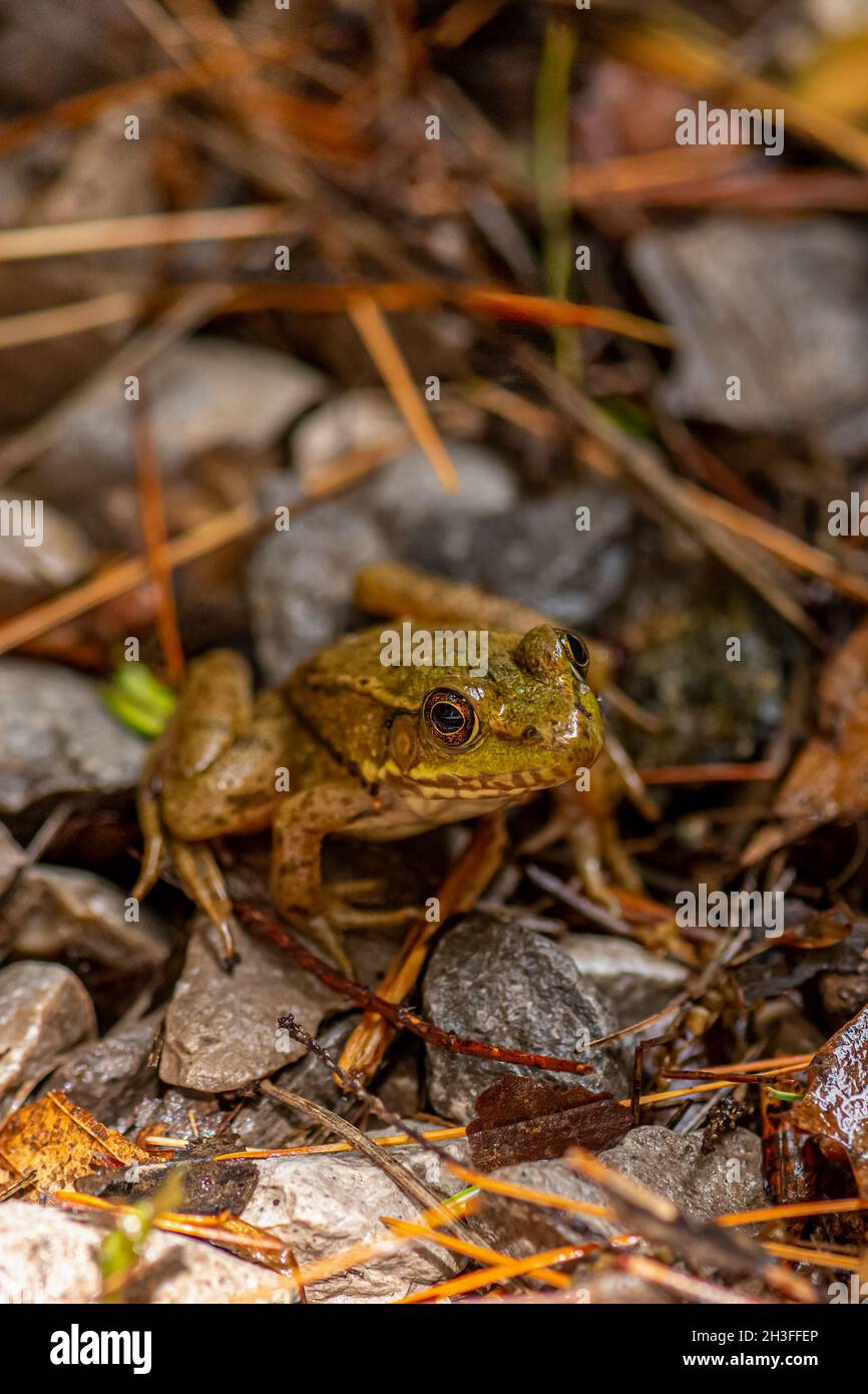 Une grenouille verte (Rana clamitans) au Michigan, aux États-Unis. Banque D'Images