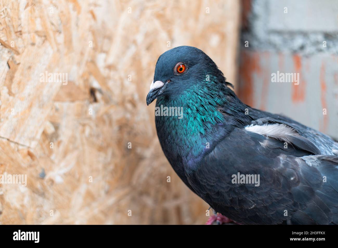 Pigeon drôle qui semble parler Banque D'Images