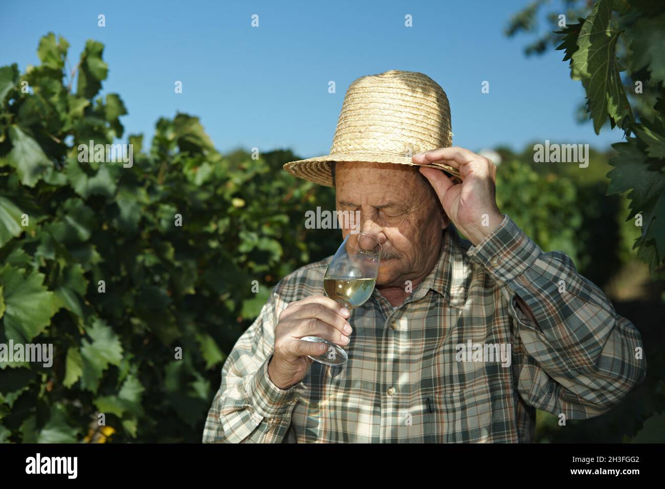 Un viticulteur expérimenté teste le vin Banque D'Images