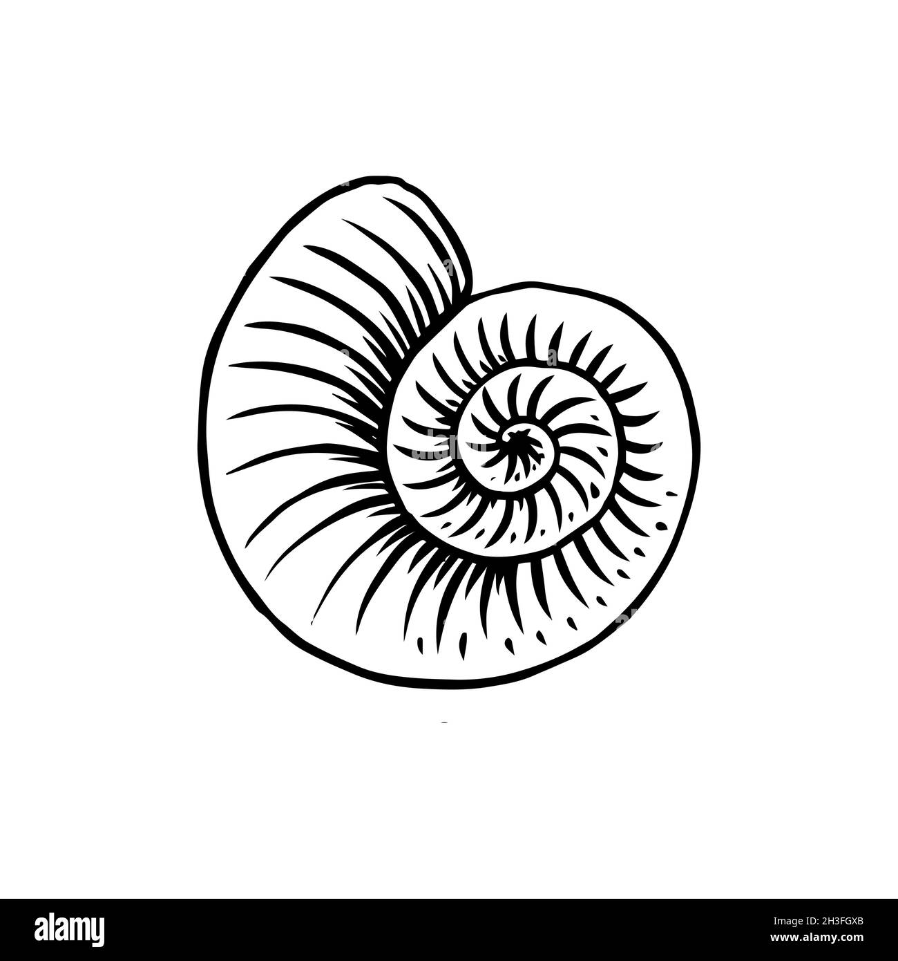 Ammonoidea ou mollusque marin.Ammonite ou assaisonnement fossile.Nautilus seashell.Encre noire pour infographie, site Web ou application.Gravé à la main Illustration de Vecteur