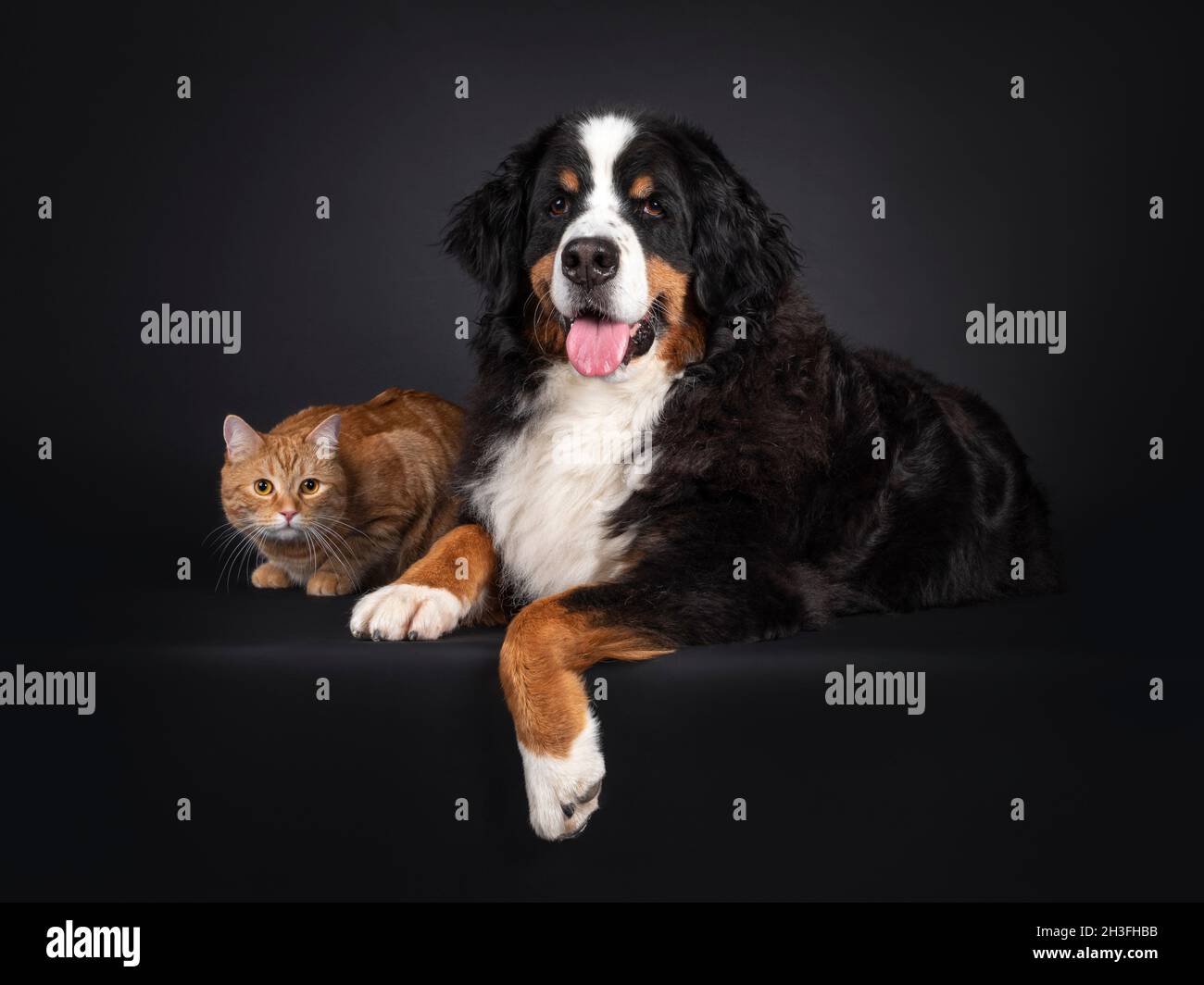 Chien majestueux Berner Sennen se dressant sur le bord à côté de chat adulte rouge non race.Les deux en regardant vers l'appareil photo.Amis unuasual.Isolé sur un dos noir Banque D'Images