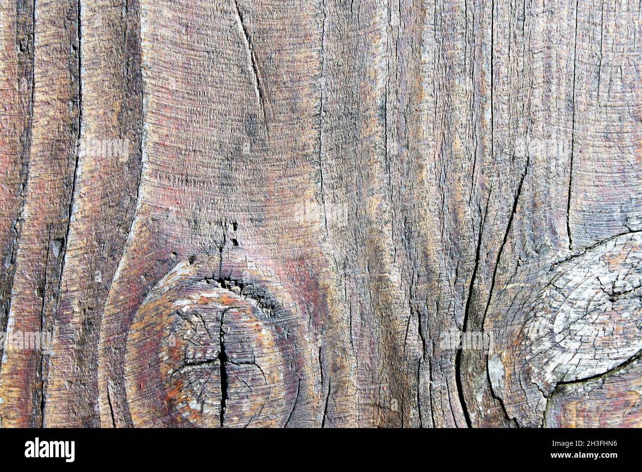 bois clair avec grain à l'arbre Banque D'Images