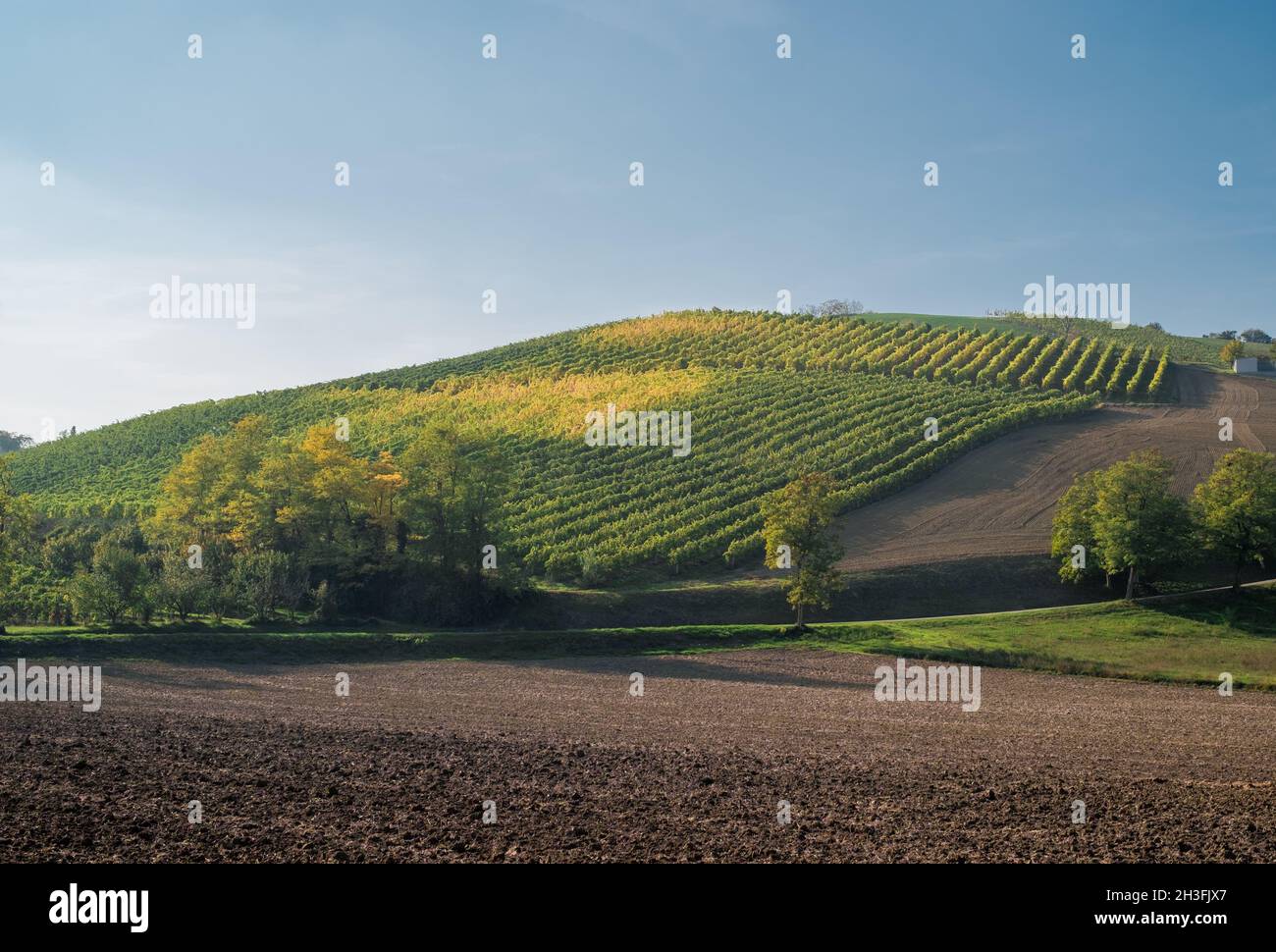 Vignoble et champ labouré dans le sud-ouest de Bologne: Zone protégée d'indication géographique du vin typique appelé 'Pignoletto'.Province de Bologne, EM Banque D'Images