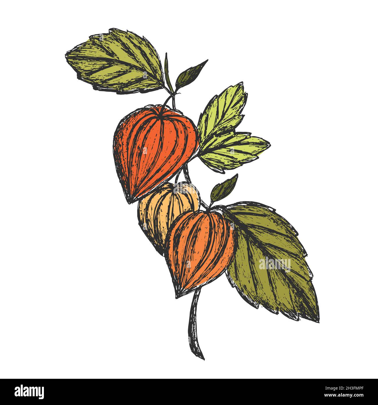 Branche de Physalis avec des fruits et des feuilles brillants sur un fond isolé.Illustration d'esquisse de couleur dessinée à la main.Éléments de conception pour cartes postales Illustration de Vecteur