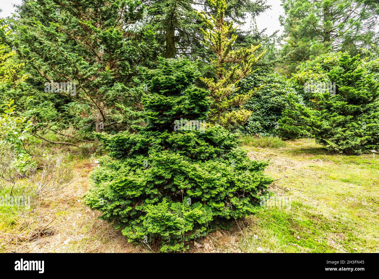 à croissance lente Banque de photographies et d'images à haute résolution -  Alamy