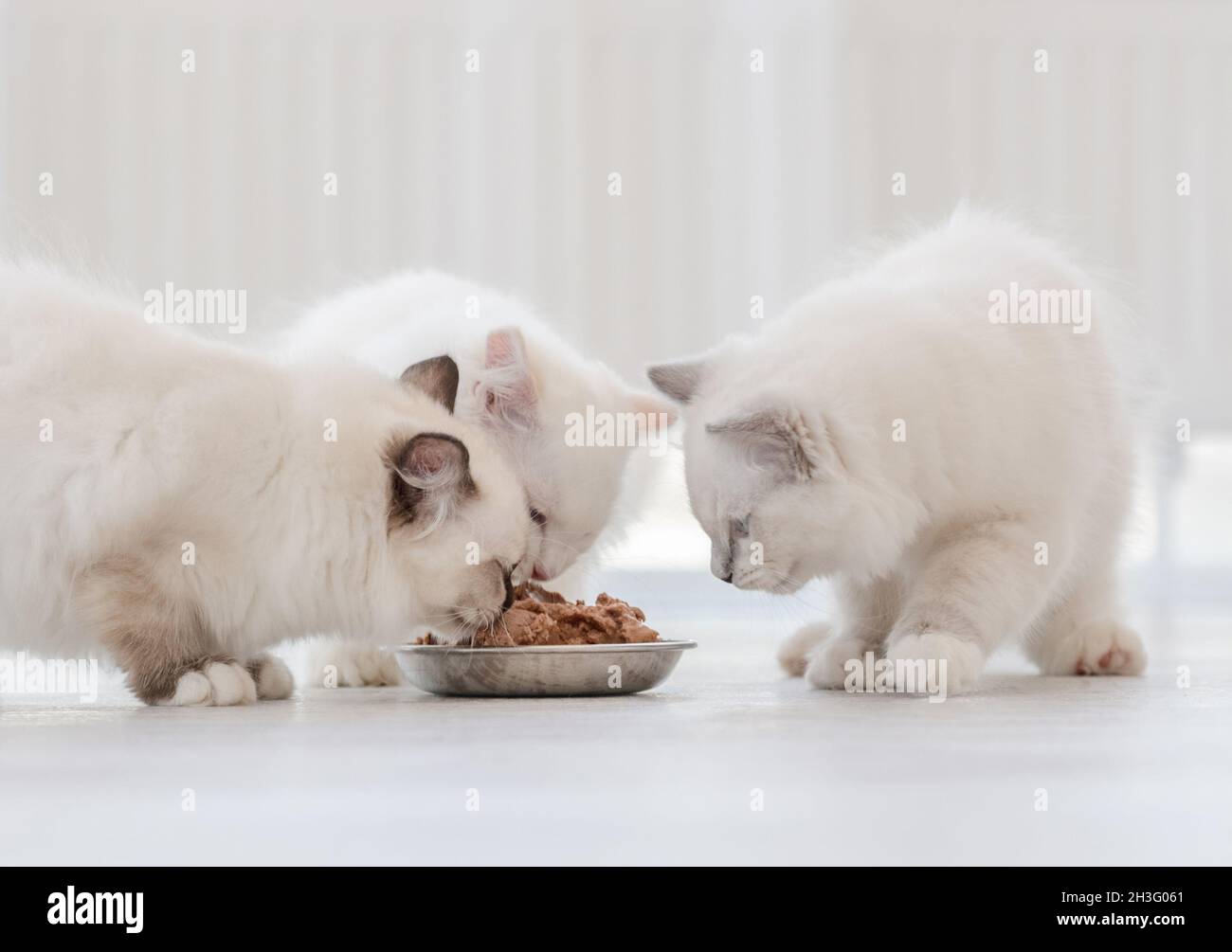 Ragdoll chats dans une pièce lumineuse Banque D'Images