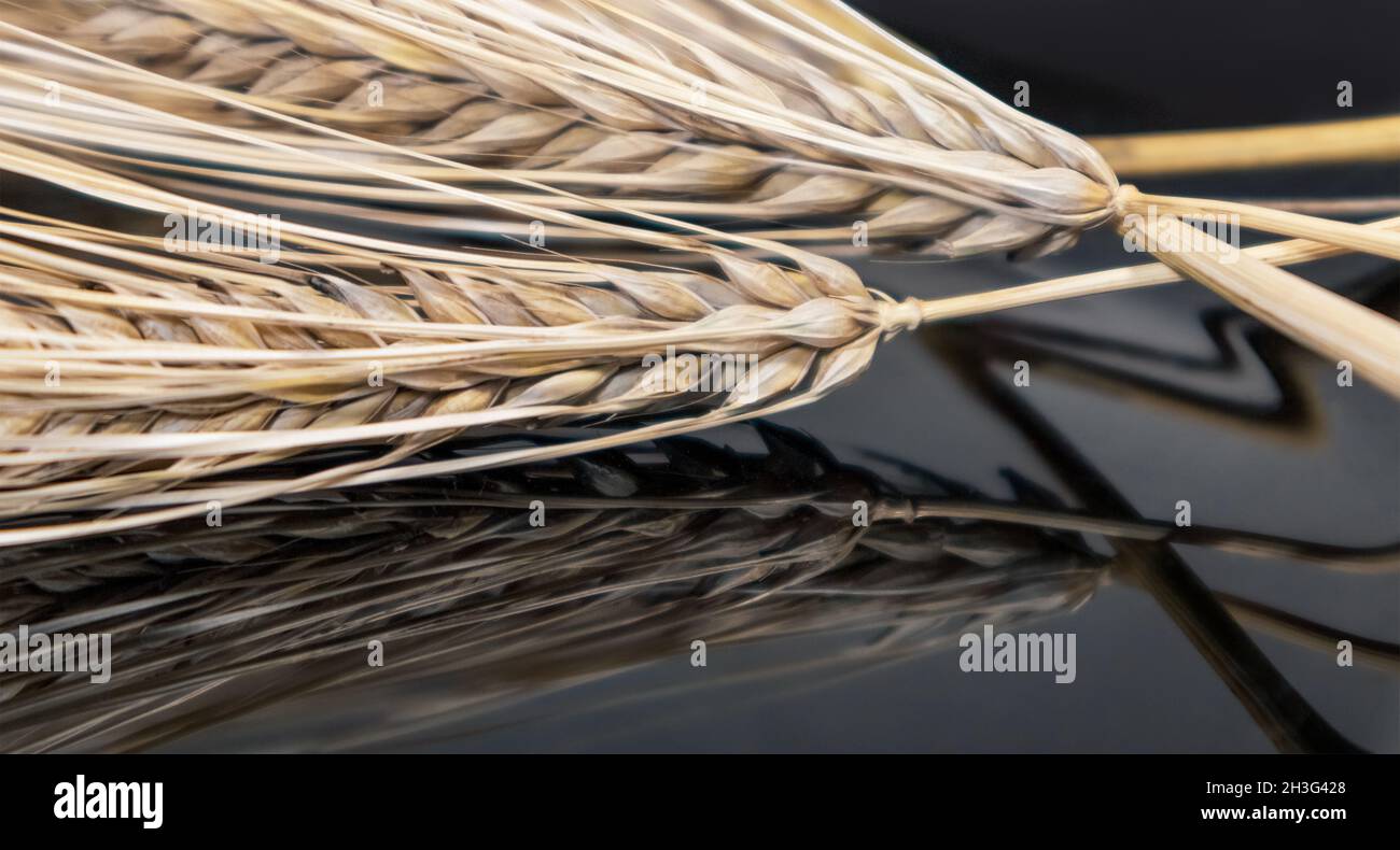 Paillettes de blé sec doré pointes gros plan sur fond miroir avec réflexion.Agriculture céréales cultures semences, période de récolte estivale Banque D'Images