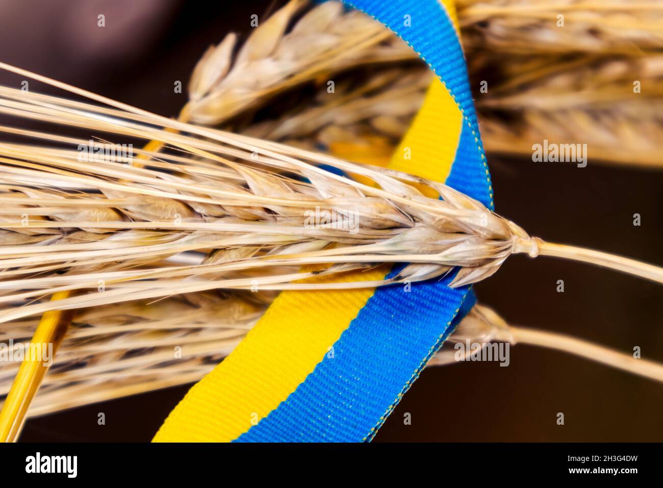 Paillettes de blé d'or épis de bande sur jaune et bleu, couleurs de drapeau  national ukrainien, ruban sur miroir réfléchissant surface sombre.Une  feuille d'agriculture de su Photo Stock - Alamy