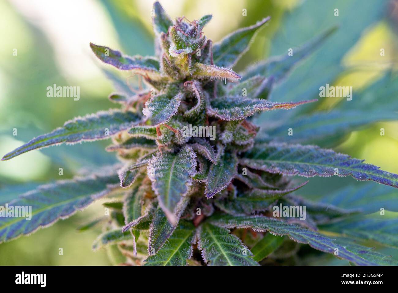 Isolé près d'une fleur de plante mature de cannabis (marijuana). Banque D'Images