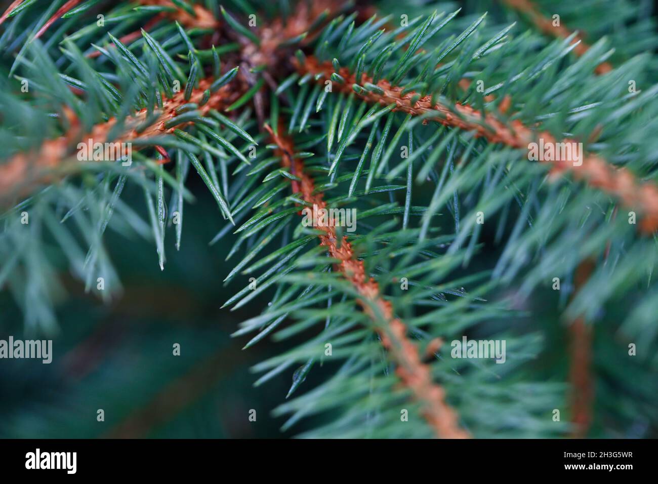 Fermeture extrême de la brindille de sapin vert de belle fraîcheur Banque D'Images