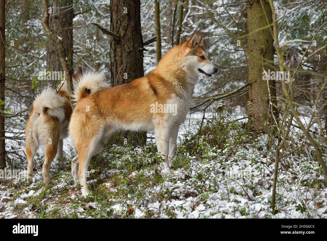 Laika de Sibérie occidentale chasse dans une forêt d'hiver Banque D'Images