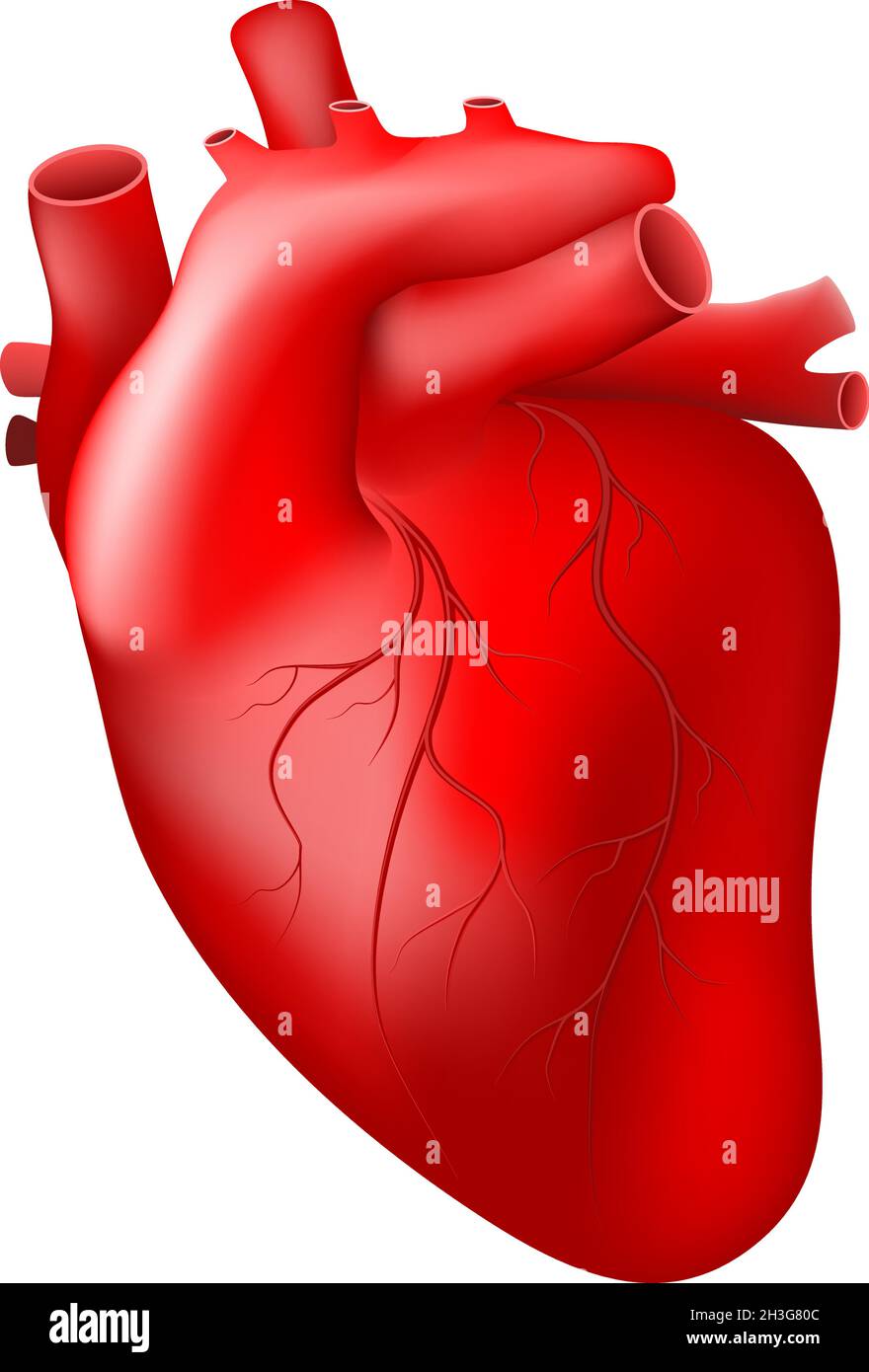 Coeur réaliste. Coeur humain avec vaisseau sanguin isolé sur fond blanc. Illustration vectorielle facile à éditer Illustration de Vecteur