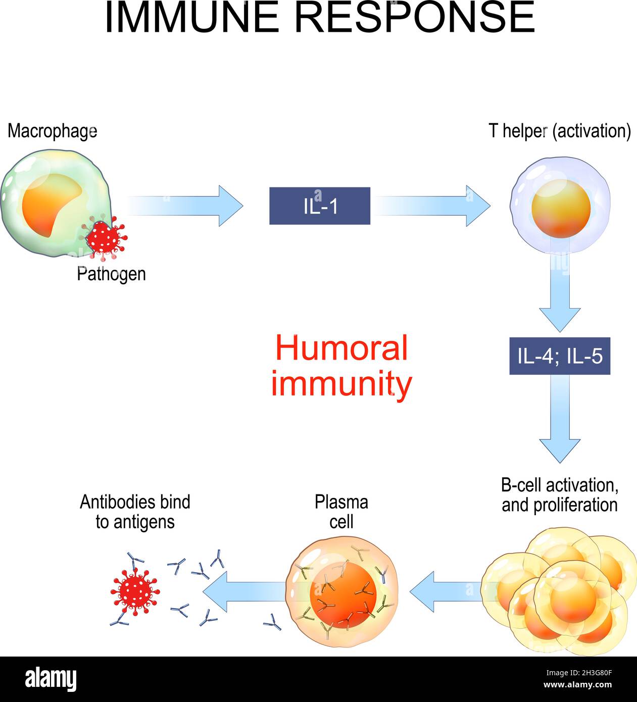 Réponse immunitaire et présentation d'antigène.Immunité humorale et production d'anticorps.Activation de la cellule B.Affiche vectorielle pour l'éducation Illustration de Vecteur