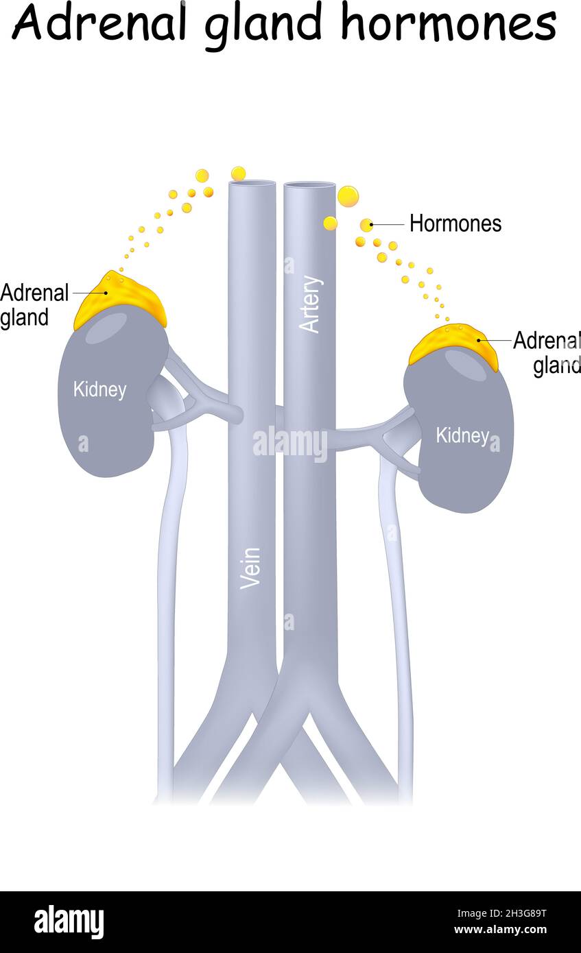 Hormones des glandes surrénales.Rein humain avec surrénale. Hormones (adrénaline, aldostérone et cortisol) flottant dans les vaisseaux sanguins Illustration de Vecteur