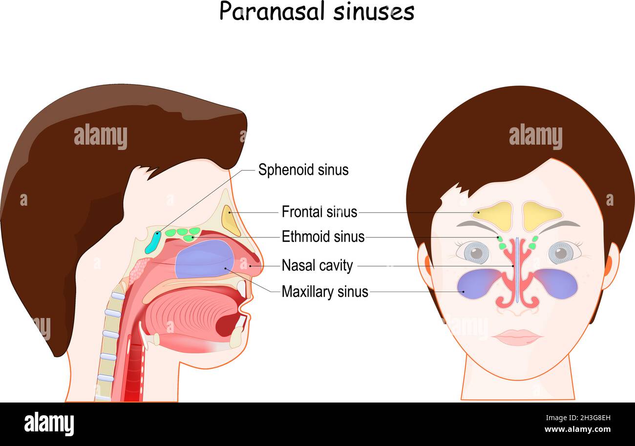 Sinus paranasaux.Ethmoïde, frontal, maxillaire, sinus sphénoïdes et cavité nasale. Vue frontale et projection latérale sur le visage de la femme.Vecteur Illustration de Vecteur