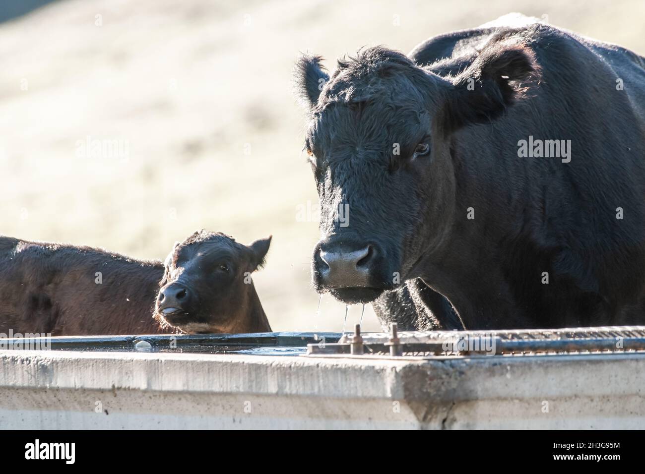 Le bétail noir angus domestique, une vache mère et un veau, boit de l'eau depuis un creux lors d'une journée chaude dans les collines de Californie sur le manteau occidental des États-Unis. Banque D'Images