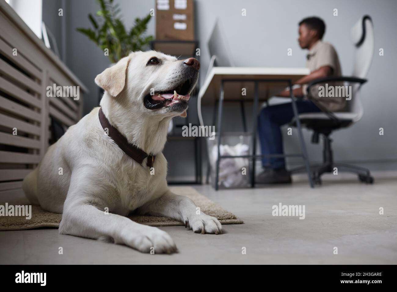 Portrait d'un grand chien blanc posé sur le sol à l'intérieur du bureau avec des personnes travaillant en arrière-plan, espace de travail acceptant les animaux, espace de copie Banque D'Images