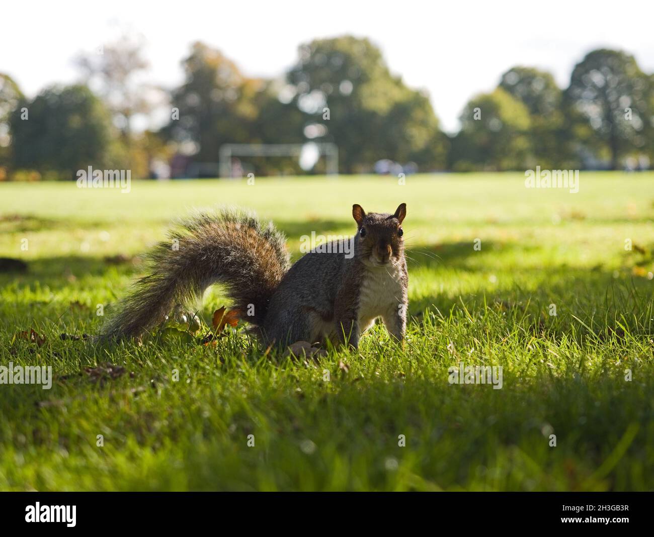 Écureuil gris semi-tamé à Abington Park, Northampton, Royaume-Uni Banque D'Images