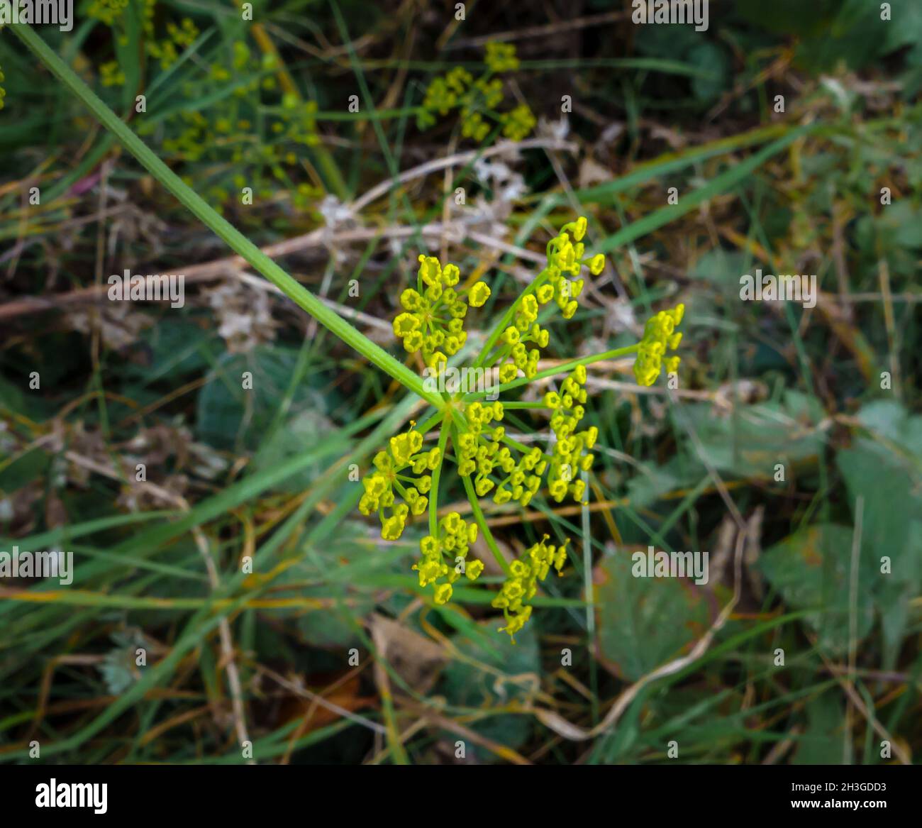 Gros plan de fleurs sauvages de fenouil (Foenicule vulgare) Banque D'Images