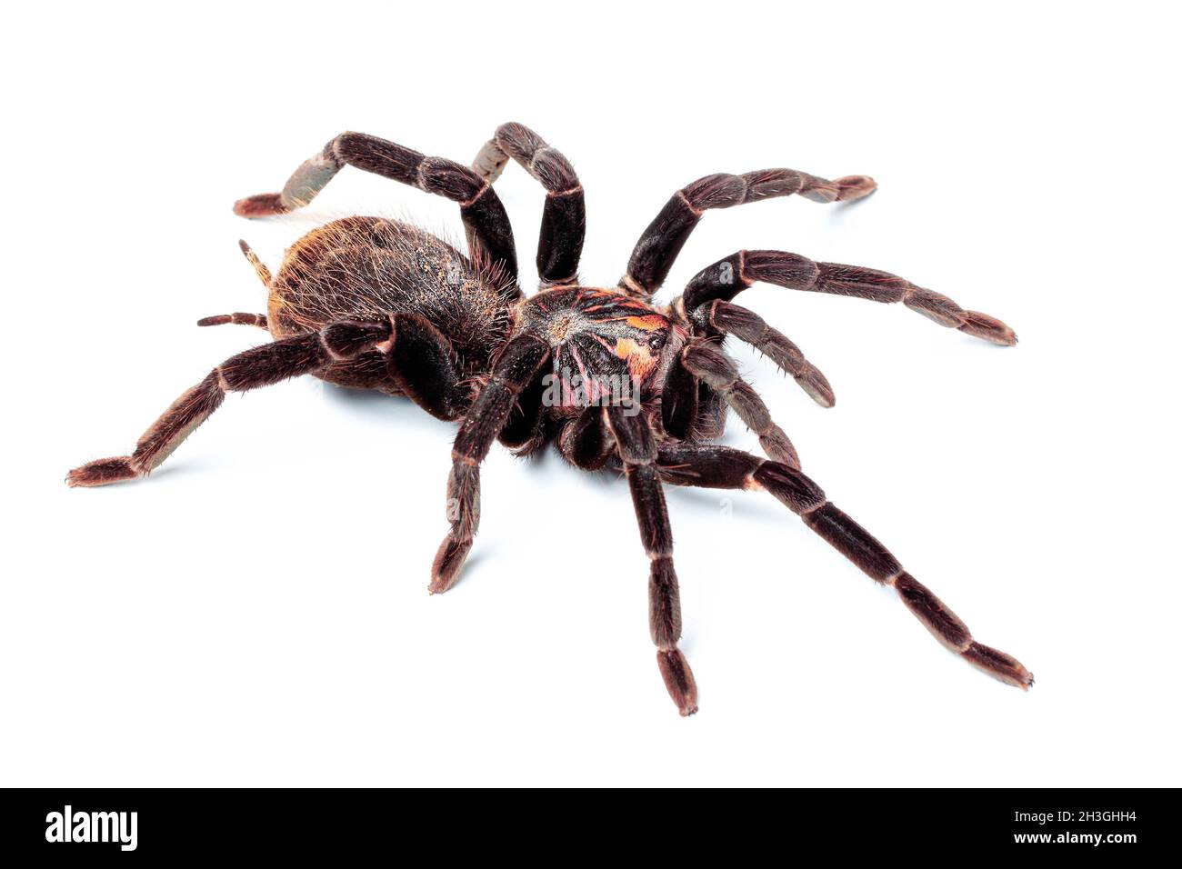 Xenesthis immanis sur fond blanc.Tarantula araignée isolat. Banque D'Images