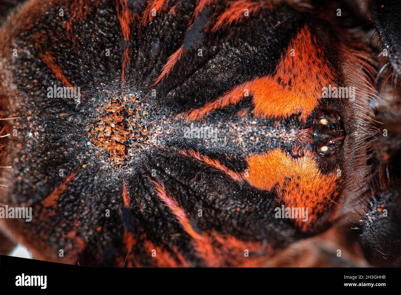 Tarantula Xenesthis immanis vue de dessus.Isolation en gros plan de l'araignée. Banque D'Images