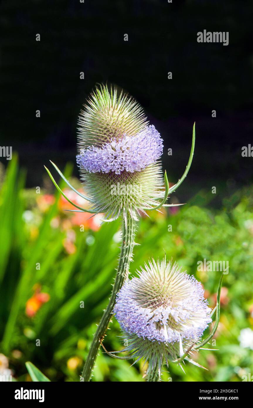 Gros plan des têtes de fleurs sur Dipsacus fullonum nom commun cuteel une vivace biennale qui est entièrement endurci et est mi-à la fin de l'été floraison Banque D'Images