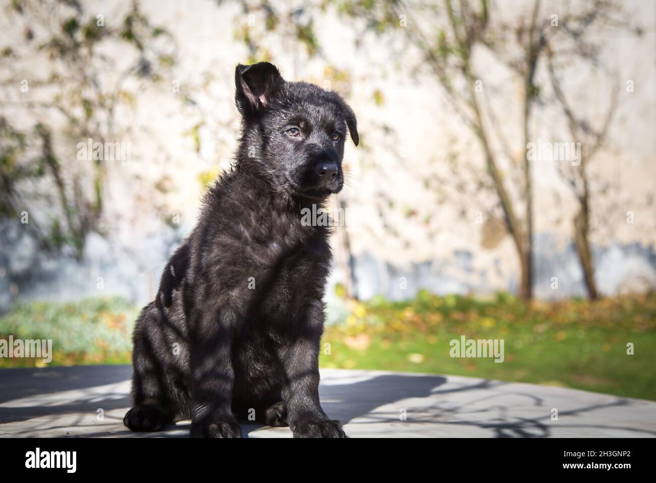 Chiot Berger allemand noir (alsacien) Banque D'Images