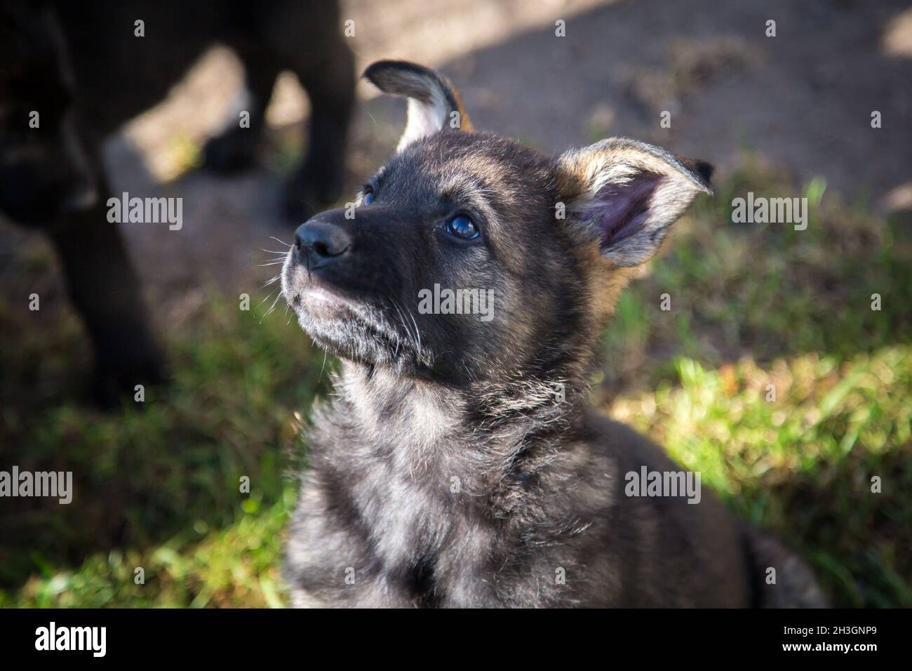 Sable Berger allemand chiot (alsacien) Banque D'Images