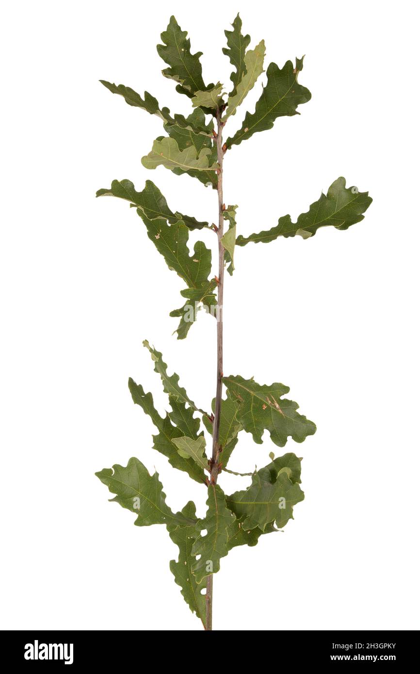 Le chêne d'Owny est un arbre à feuilles caduques originaire du sud de l'Europe et de l'Asie.Branche isolée sur fond blanc. Banque D'Images