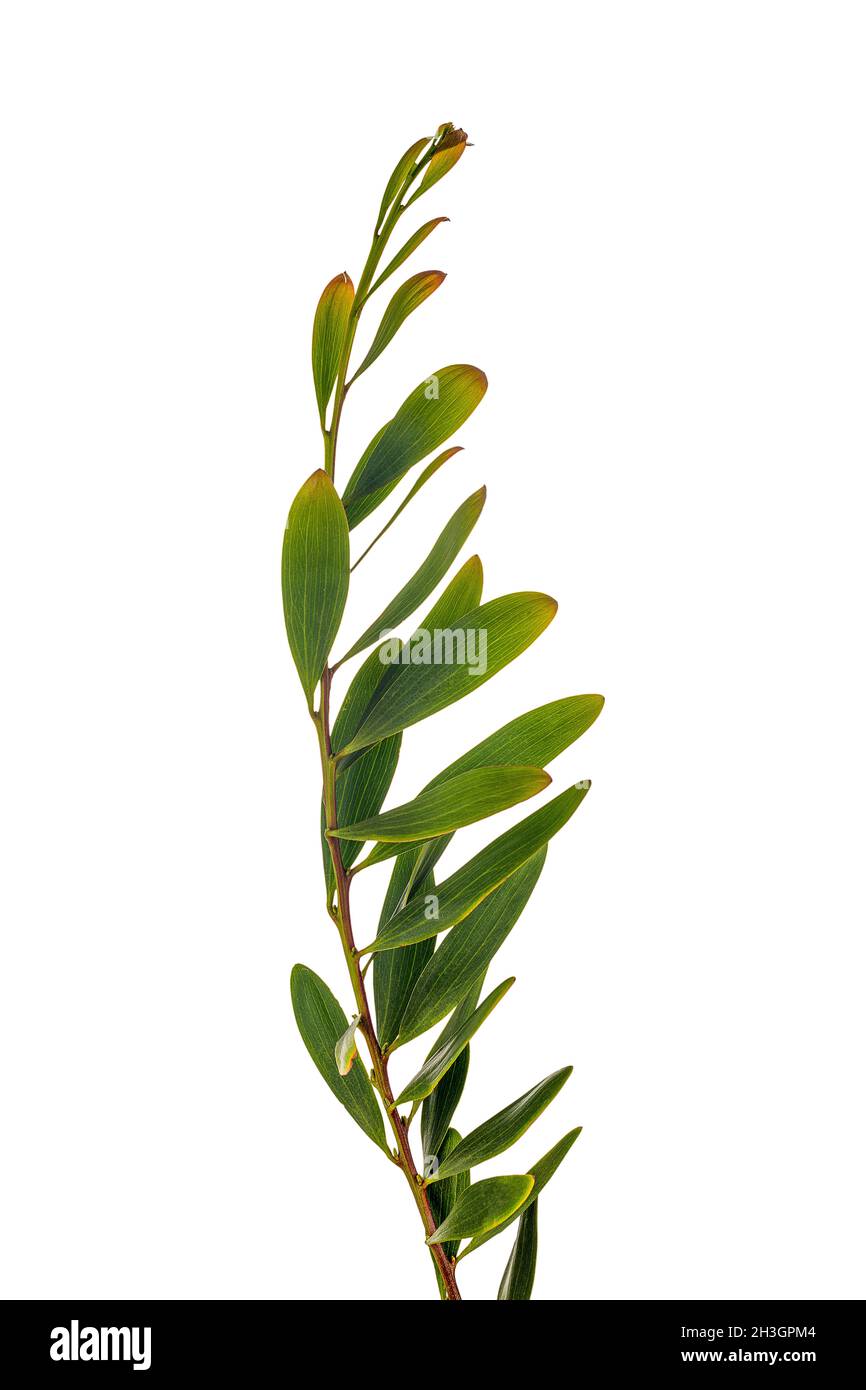 Acacia melanoxylon ou Acacia Penninervis, vert foncé, feuilles étroites et petites fleurs blanches jaunâtres ressemblant à des boules.Isolé sur fond blanc. Banque D'Images
