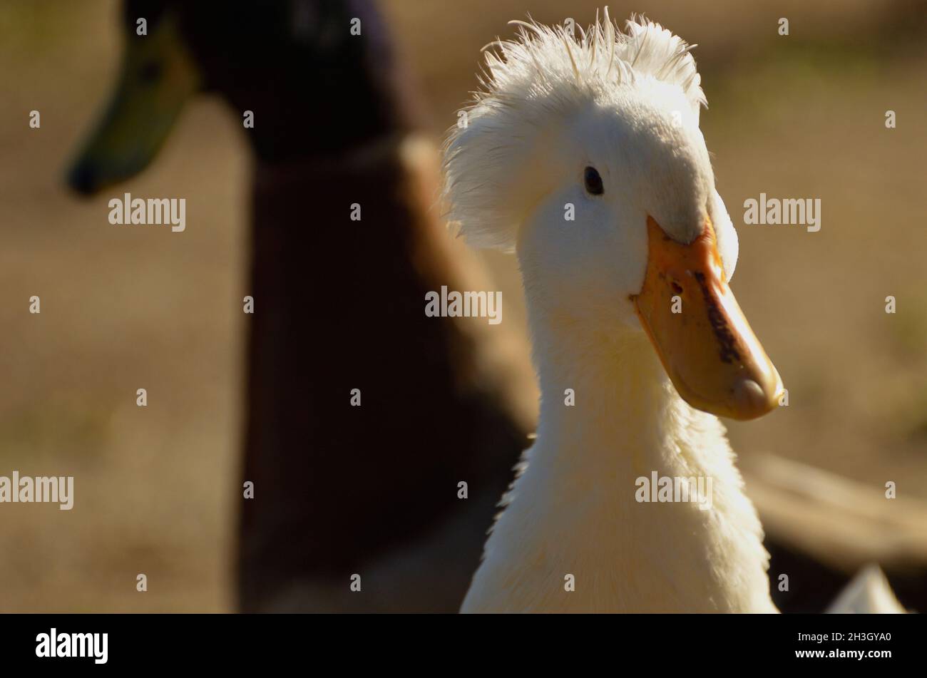 Beauté de la nature, étude de la faune, sous forme de canards au bord du lac, forme d'exposition, texture, forme, conception et texture de ces amis à plumes fines. Banque D'Images