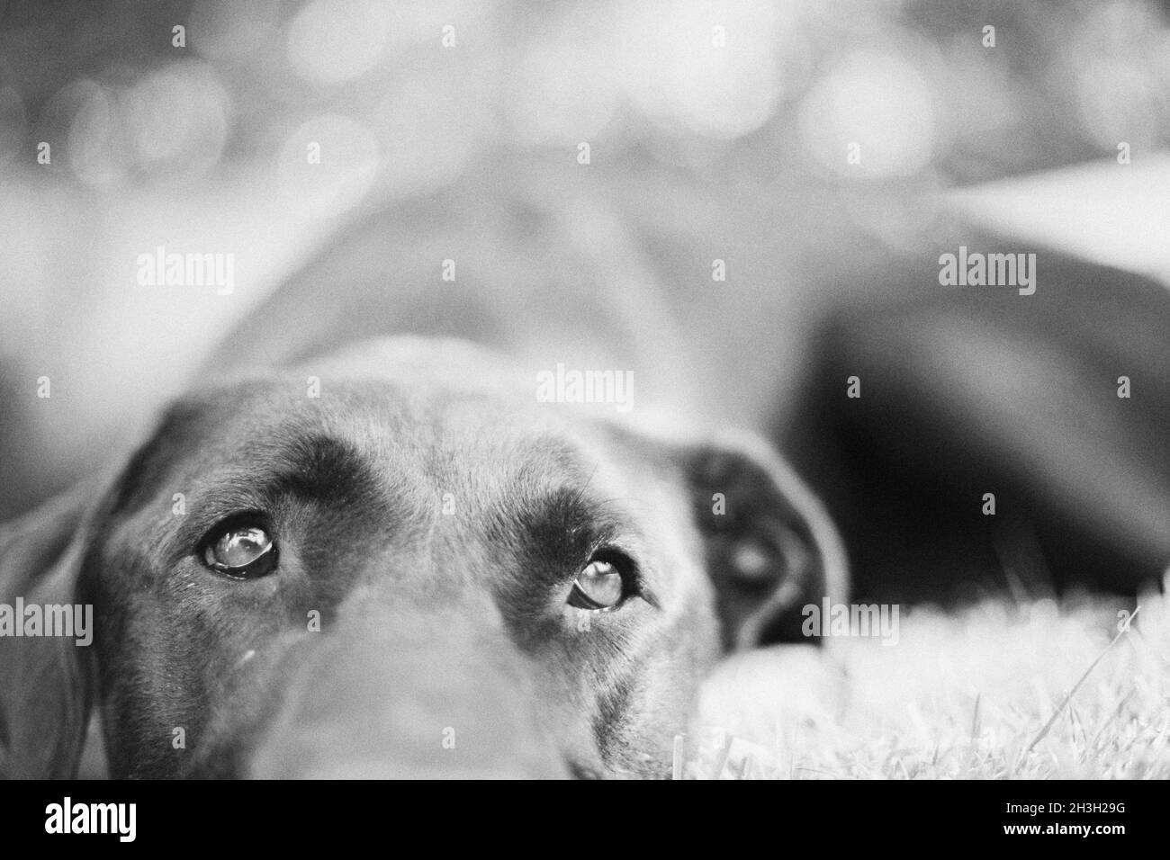 Portrait d'un grand chien noir reposant. Banque D'Images