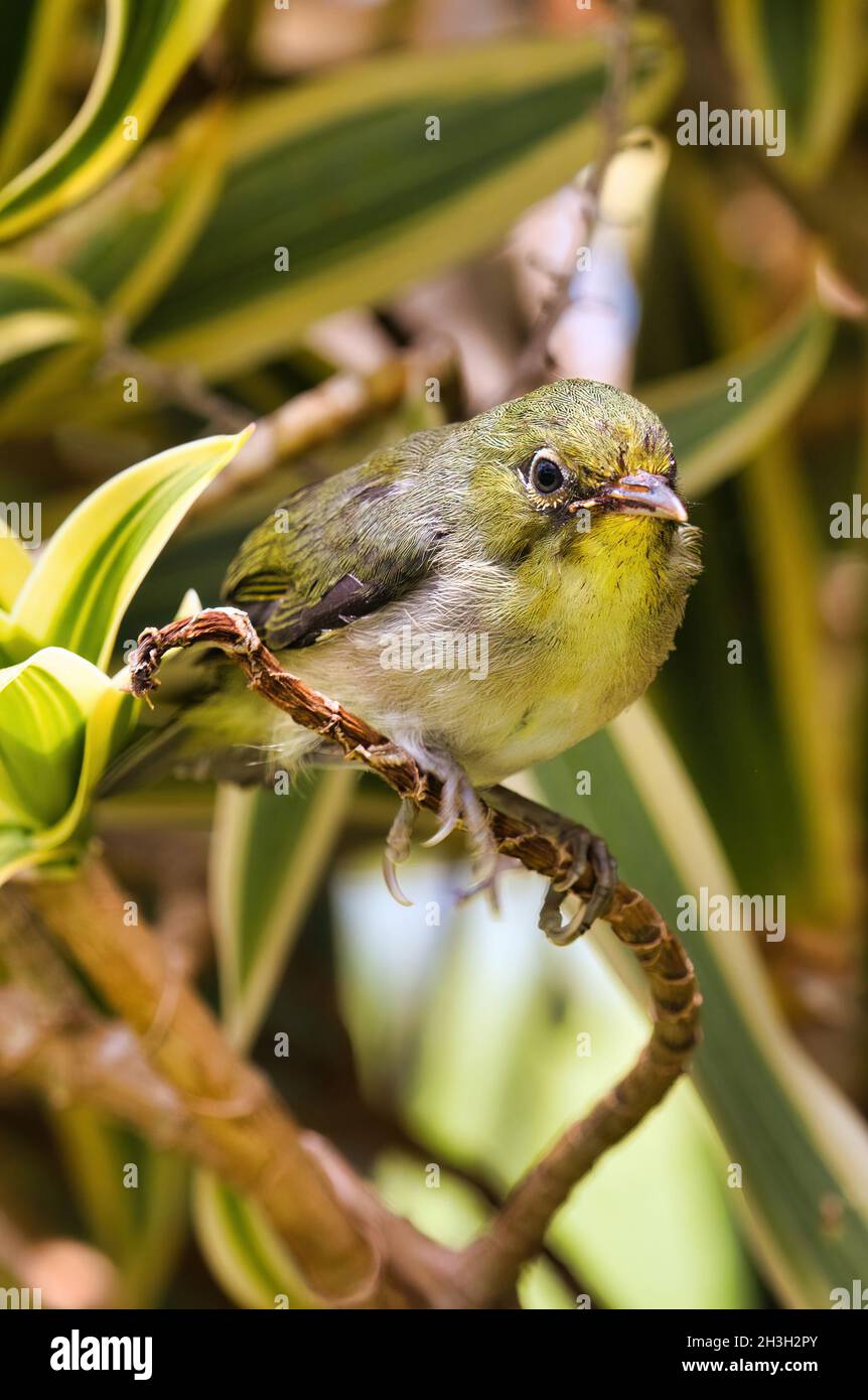Petit. Coloré vert et jaune finch niché dans les branches d'un petit arbuste. Banque D'Images