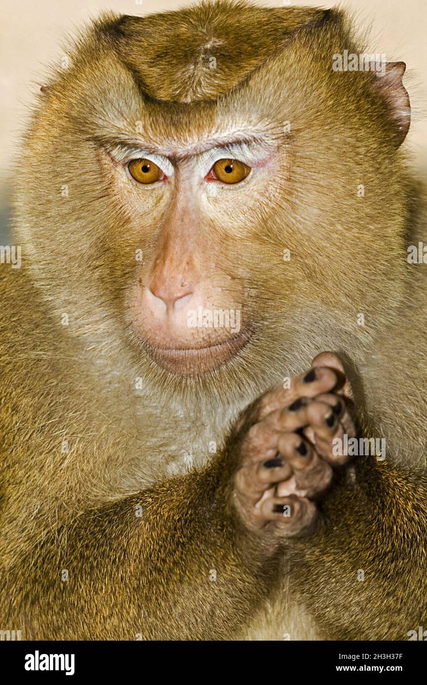 Macaque Banque D'Images